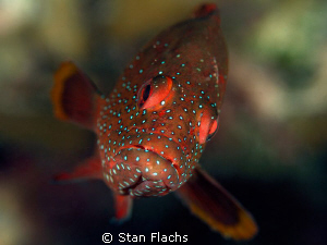 Red Sea grouper by Stan Flachs 